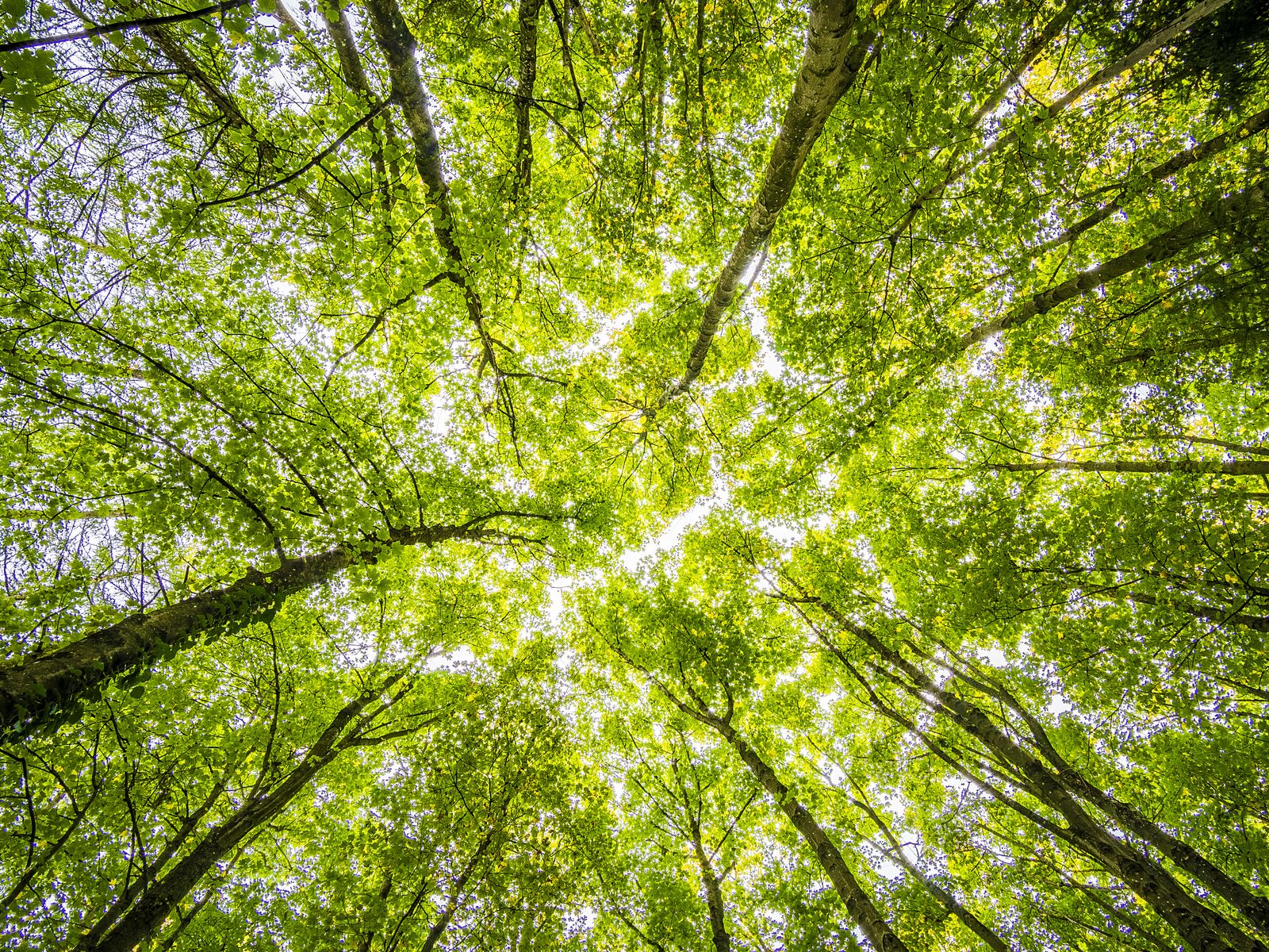 Planting a new tree: right tree, right place