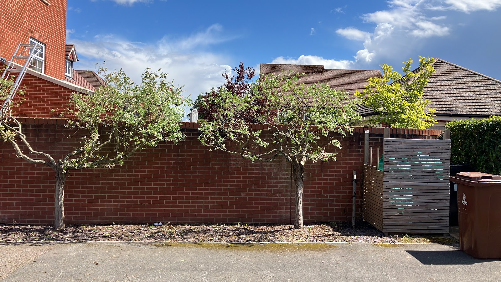 Espalier fruit trees restored along a wall
